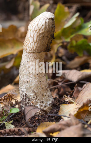 Gemeinsame Exemplar des Gemeinen Stinkmorchels (Phallus impudicus) in Surrey, England Stockfoto