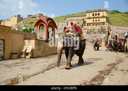 Elefant mit ihrer Fahrer mit PKW an Amer Fort in Jaipur, Rajasthan, Indien eingerichtet Stockfoto