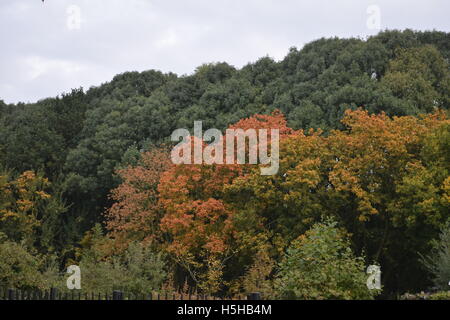 Herbstliche Bäume im Park zeigen Stockfoto