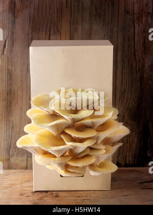 Pilz-Box wachsende gelbe oder goldene Austernseitling (Pleurotus Citrinopileatus) in eine Grow-box Stockfoto