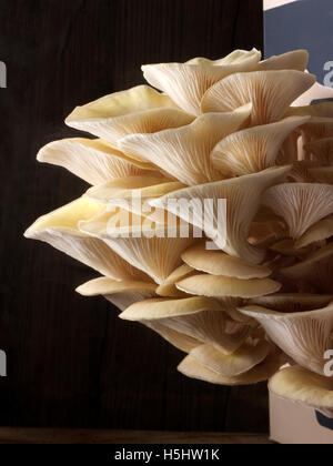 Frisch gepflückt essbar gelb oder golden Austernseitling (Pleurotus Citrinopileatus) in eine Grow-box Stockfoto