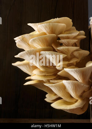 Frisch gepflückt essbar gelb oder golden Austernseitling (Pleurotus Citrinopileatus) in eine Grow-box Stockfoto