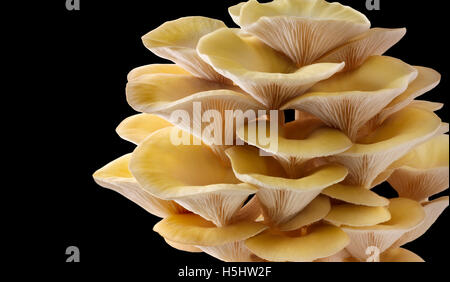 Frisch gepflückt essbar gelb oder golden Austernseitling (Pleurotus Citrinopileatus) in einer Grow Box vor schwarzem Hintergrund Stockfoto