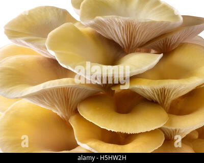 Frisch gepflückt essbar gelb oder golden Austernseitling (Pleurotus) vor einem weißen Hintergrund für ausgeschnitten Stockfoto