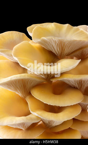 Frisch gepflückt essbar gelb oder golden Austernseitling (Pleurotus) vor einem schwarzen Hintergrund Stockfoto