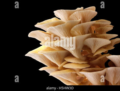 Frisch gepflückt essbar gelb oder golden Austernseitling (Pleurotus) vor einem schwarzen Hintergrund Stockfoto