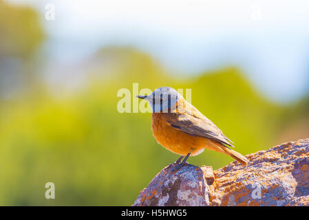 Nahaufnahme von einer niedlichen bunten Cape Rock Soor (Monticola Rupestris) auf Felsen gelegen. Seitenansicht, Tiefenschärfe, Tele, defoc Stockfoto