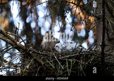 Sperber / Sperber (Accipiter Nisus), erwachsenes Weibchen mit Küken in ihrem Nest versteckt in einer Fichte. Stockfoto