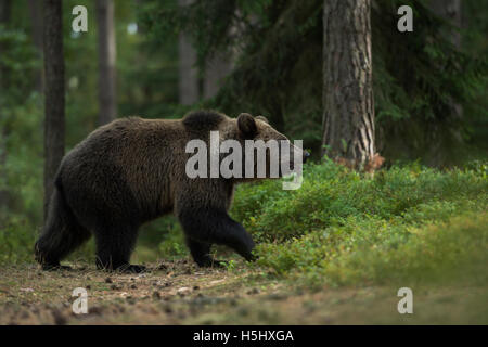 Europäischer Braunbär / Europaeischer Braunbaer (Ursus Arctos), junge erwachsen, zu Fuß durch das Unterholz eines Pinienwaldes Stockfoto