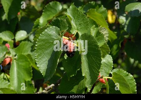 Schwarze Maulbeere (Morus Nigra) in Früchten im Sommer Provence - Frankreich Stockfoto