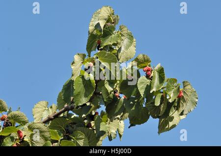 Schwarze Maulbeere (Morus Nigra) in Früchten im Sommer Provence - Frankreich Stockfoto