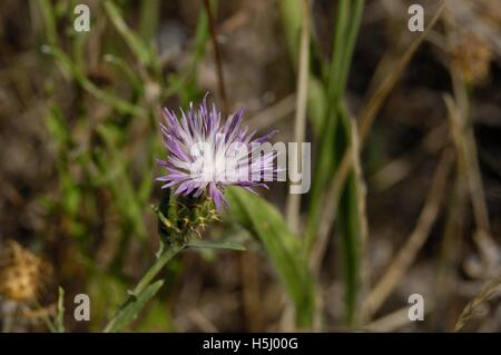 Grobe Star-Distel (Centaurea Aspera) blühen im Sommer Provence - Frankreich Stockfoto