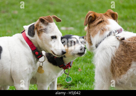 Drei Jack Russell Terrier schnuppern einander Stockfoto