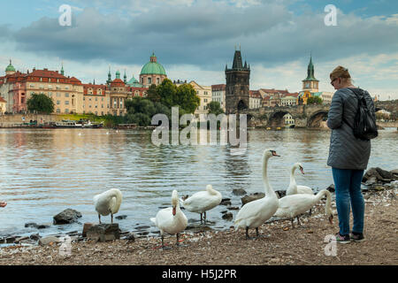 Schwäne am Ufer der Moldau in Prag, Tschechien. Stockfoto