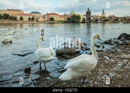 Höckerschwäne am Ufer der Moldau in Prag, Tschechien. Stockfoto