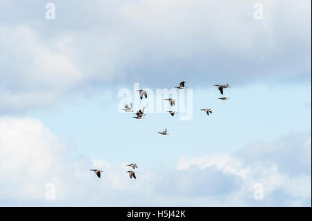 Migrieren von Weißwangengans (Branta Leucopsis) Stockfoto