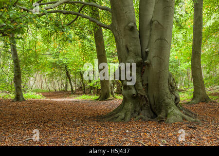 Alte Buche Bäume im Sheepleas Nature Reserve, North Downs, Surrey, England. Stockfoto