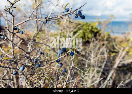Schlehe (Prunus spinosa) Stockfoto