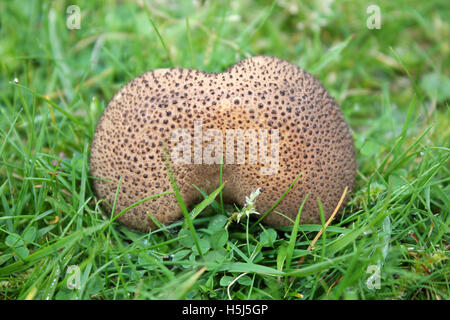 Altrosa Puffball - Lycoperdon hier Stockfoto