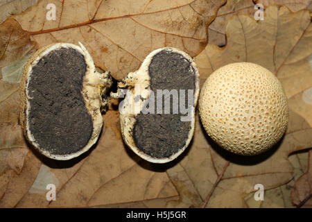 Gemeinsame Earthball Sklerodermie Citrinum mit einer Cross-sectioned zu zeigen Reife braun Spore Masse oder Aestivum Stockfoto