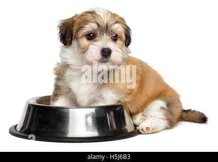 Niedlichen hungrig Havaneser Welpen sitzt neben einem Metall Futternapf Stockfoto