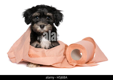 Lustige Black And Tan Havaneser Welpe spielt mit WC-Papier Stockfoto