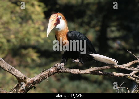 Nahaufnahme einer männlichen Blyth Hornbill oder Papua Hornbill (Rhyticeros Plicatus) in einem Baum Stockfoto