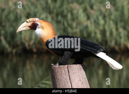 Männliche Blyth Hornbill oder Papua Hornbill (Rhyticeros Plicatus) Stockfoto