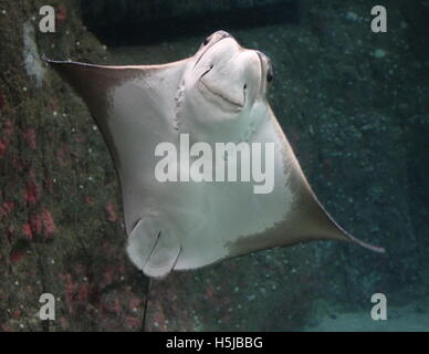 Unterseite und Kopf von einer atlantischen Cownose Ray (Rhinoptera Bonasus) Stockfoto