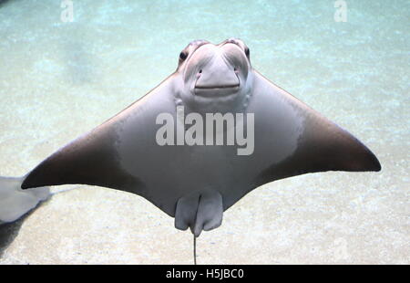 Atlantic Cownose Ray (Rhinoptera Bonasus) Stockfoto
