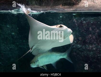 Atlantic Cownose Ray (Rhinoptera Bonasus) Bremsen die Oberfläche schwimmen in einem Aquarium im Blijdorp Rotterdam Zoo - Oceanium Stockfoto