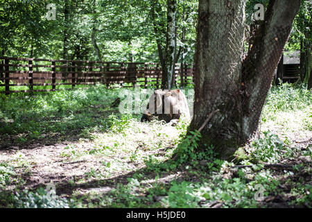 Żubroń - Hybrid aus Hausrind und Wisente Stockfoto