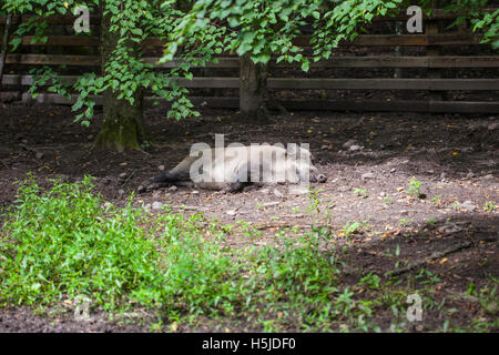 Wildschwein in der Sonne, Bialowieza Nationalpark Stockfoto