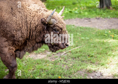 Porträt einer alten Bison in Bialowieza Stockfoto