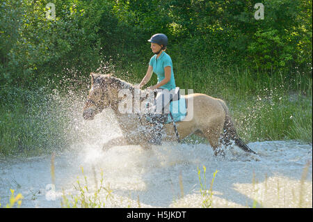 Reiter auf norwegischer Fjord Pferd Reiten in Wasser Stockfoto