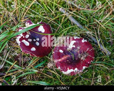 Herbst Muster Whith Pilze, Moos, Rasen und trockene Äste Stockfoto