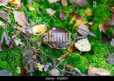 Herbst-Muster mit Pilze, Moos, Rasen und trockene Äste Stockfoto