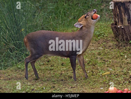 Männliche Muntjac Rotwild auch genannt Barking Deer Muntiacus Reevesi Verzehr von Äpfeln in Waldlichtung oxfordshire Stockfoto