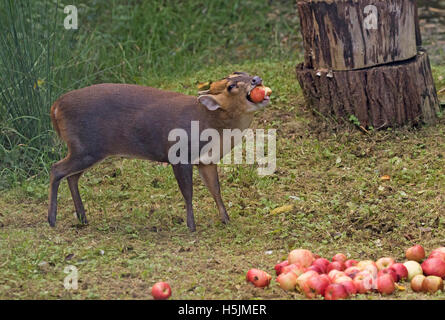 Männliche Muntjac Rotwild auch genannt Barking Deer Muntiacus Reevesi Verzehr von Äpfeln in Waldlichtung oxfordshire Stockfoto