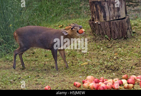 Männliche Muntjac Rotwild auch genannt Barking Deer Muntiacus Reevesi Verzehr von Äpfeln in Waldlichtung oxfordshire Stockfoto