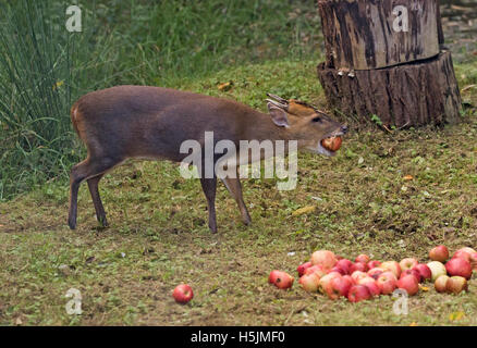 Männliche Muntjac Rotwild auch genannt Barking Deer Muntiacus Reevesi Verzehr von Äpfeln in Waldlichtung oxfordshire Stockfoto