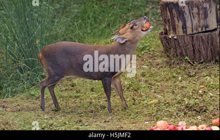 Männliche Muntjac Rotwild auch genannt Barking Deer Muntiacus Reevesi Verzehr von Äpfeln in Waldlichtung oxfordshire Stockfoto