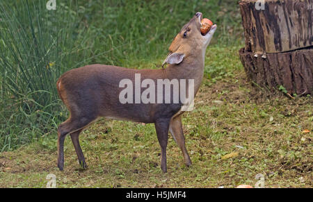 Männliche Muntjac Rotwild auch genannt Barking Deer Muntiacus Reevesi Verzehr von Äpfeln in Waldlichtung oxfordshire Stockfoto