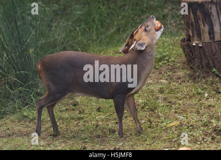 Männliche Muntjac Rotwild auch genannt Barking Deer Muntiacus Reevesi Verzehr von Äpfeln in Waldlichtung oxfordshire Stockfoto