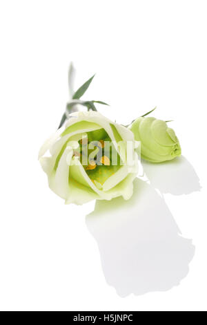 Atemberaubende blass Lisianthus isoliert auf einem weißen Hintergrund, Exemplar für Text. Stockfoto