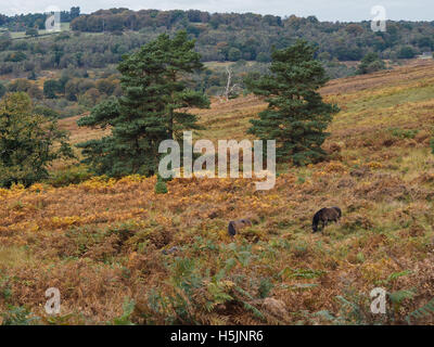 Exmoor Ponys grasen im Ashdown Wald im Herbst Stockfoto