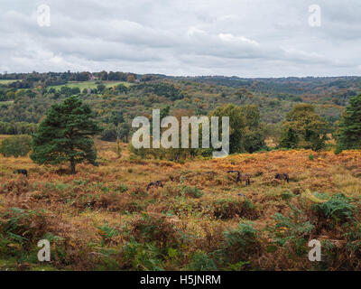 Exmoor Ponys grasen im Ashdown Wald im Herbst Stockfoto