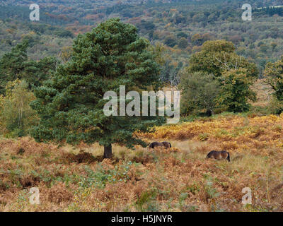 Exmoor Ponys grasen im Ashdown Wald im Herbst Stockfoto