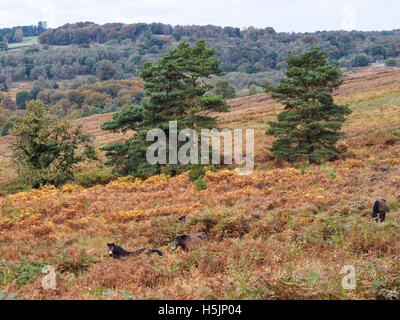 Exmoor Ponys grasen im Ashdown Wald im Herbst Stockfoto