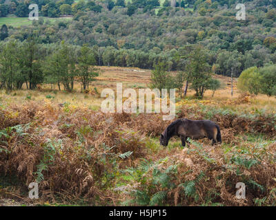 Exmoor Ponys grasen im Ashdown Wald im Herbst Stockfoto